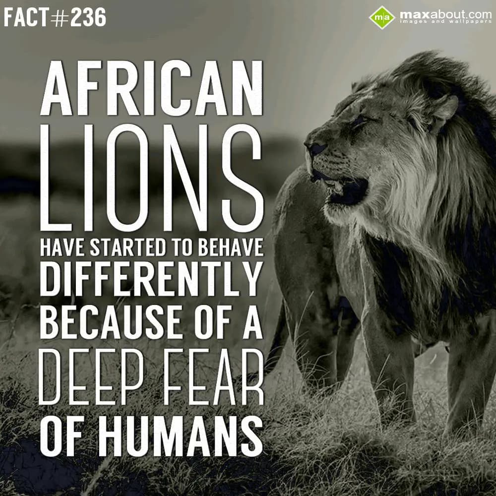 African lions have started to behave differently b