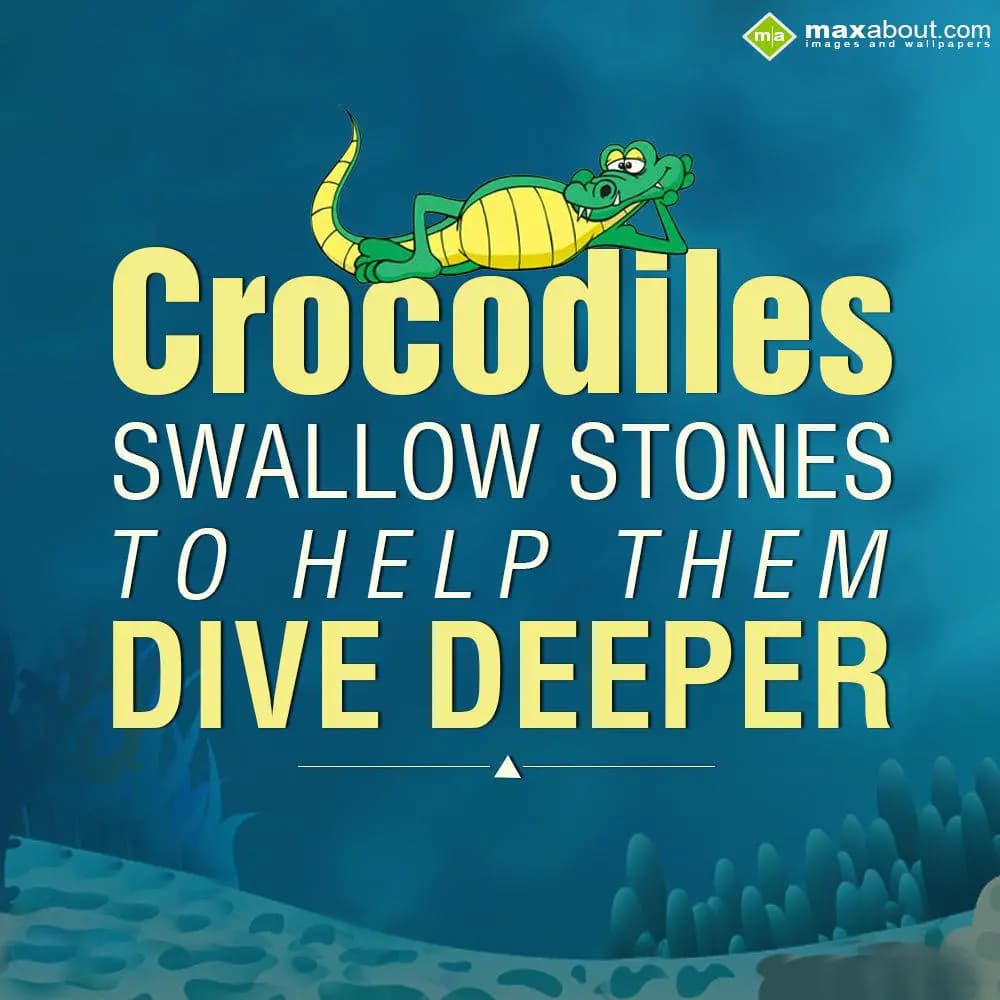 Crocodiles swallow stones to help them dive deeper