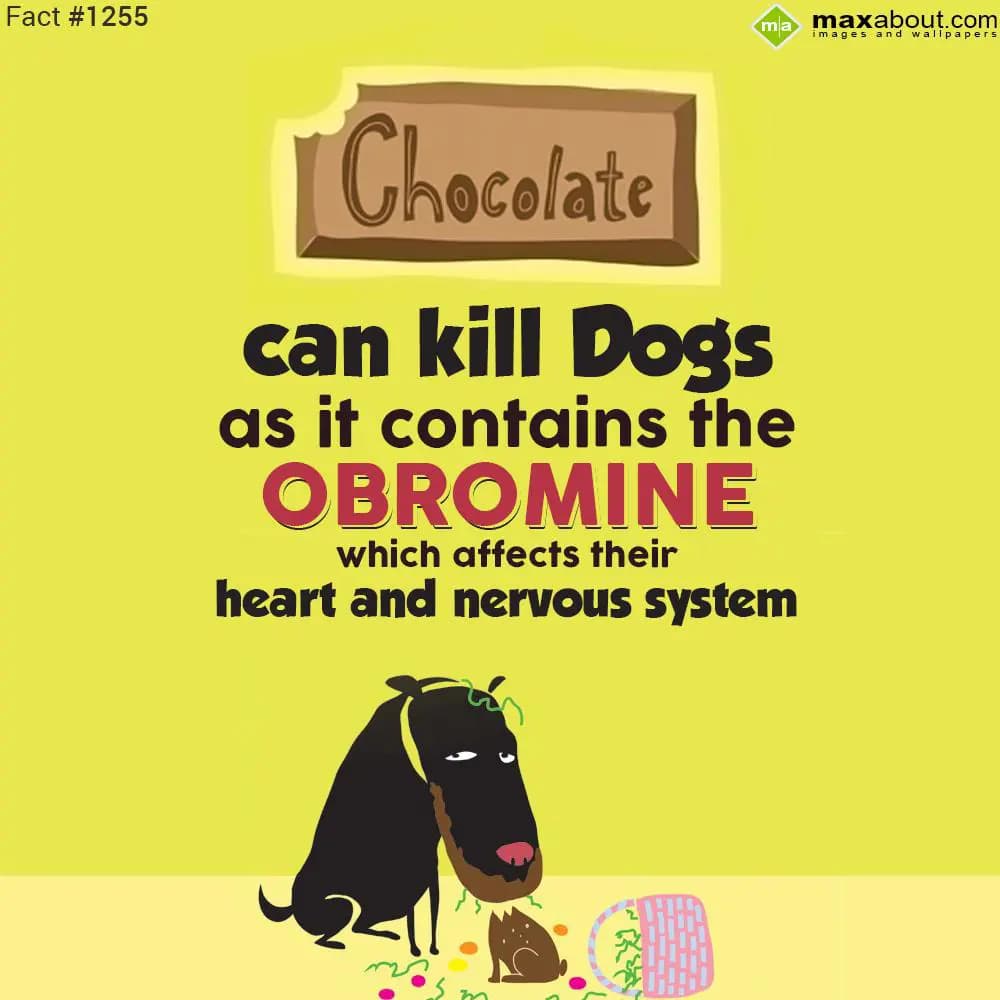 Chocolate can kill dogs as it contains the obromin