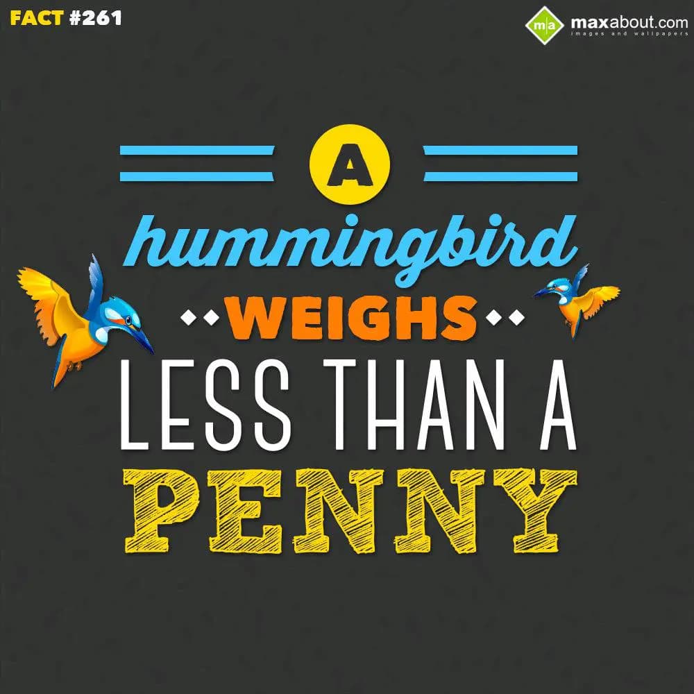 Hummingbird weighs less than a Penny.
