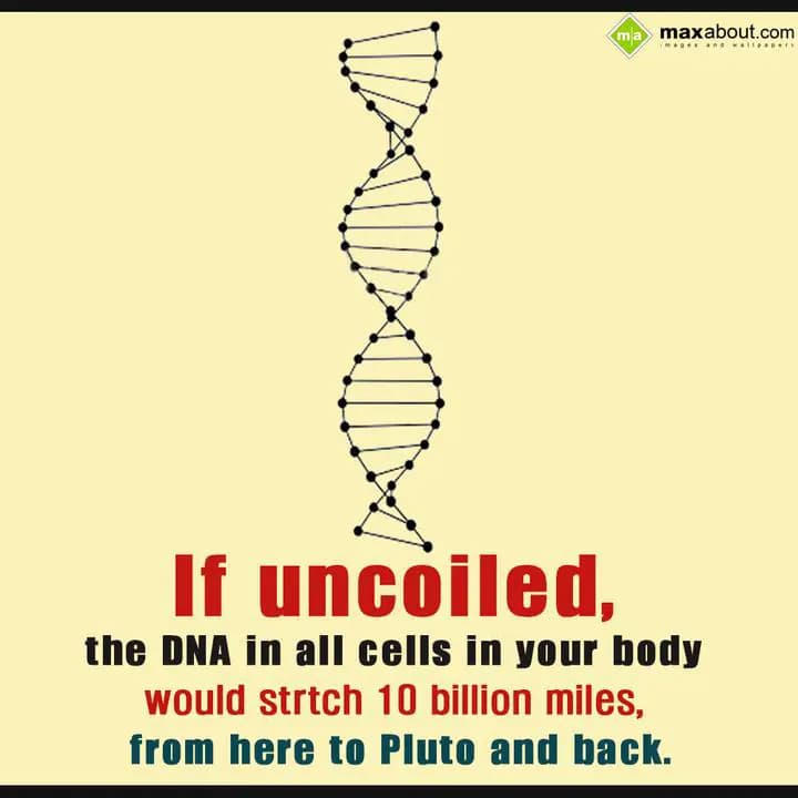 If uncoiled the DNA in all cells in your body woul