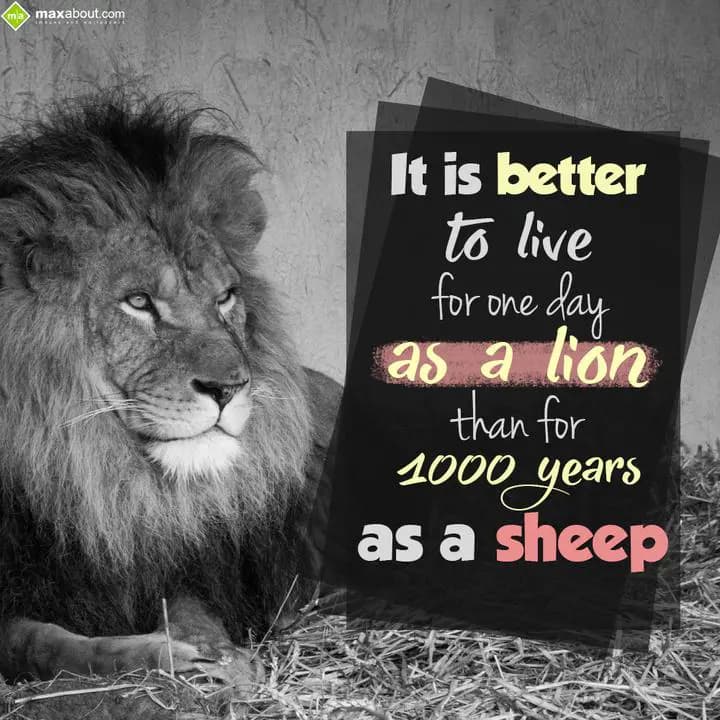It is Better to Live for One Day,
As a Lion Than 