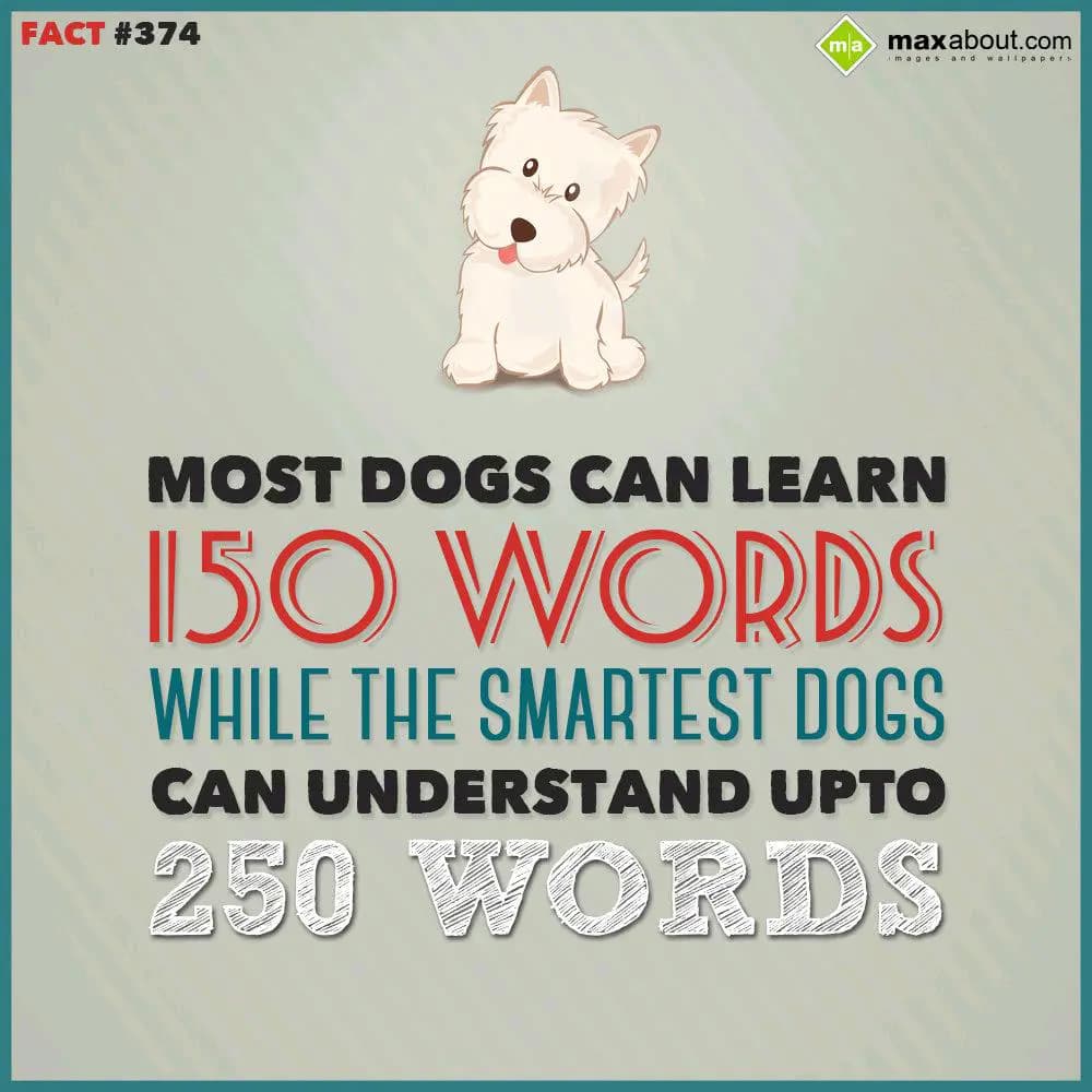 Moist dogs can learn 150 words while the smartest 