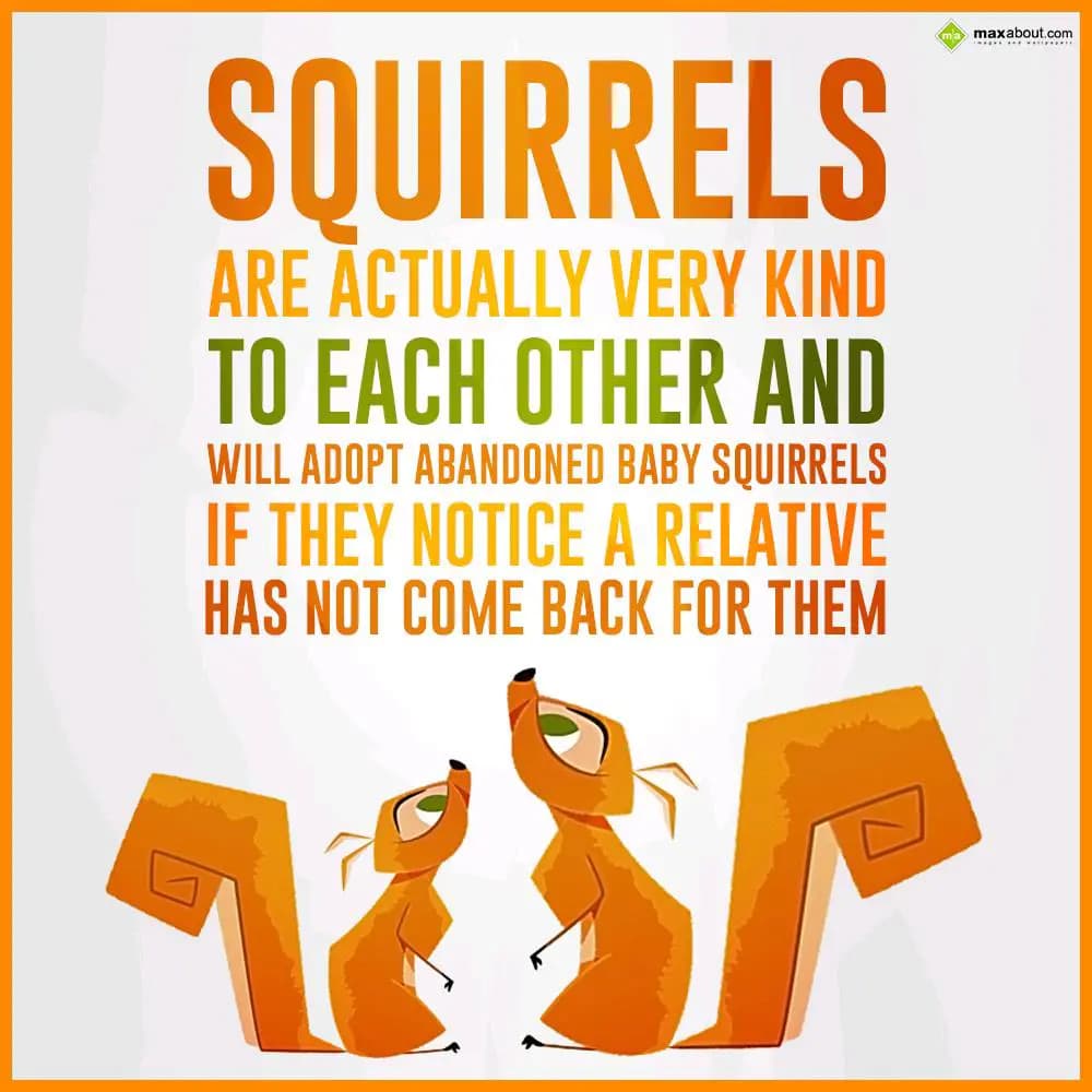 Squirrels are actually very kind to each other and