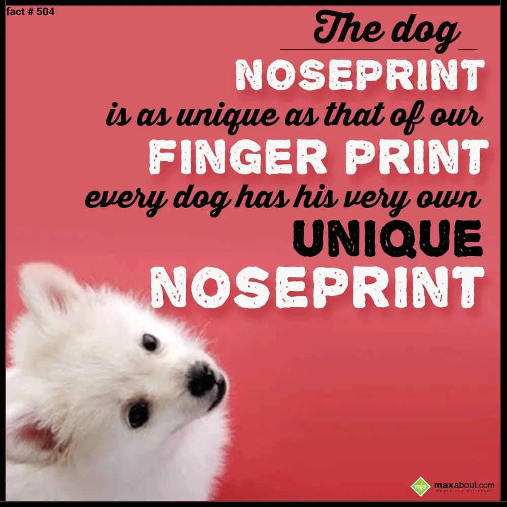 The dog noseprint is as unique as that of our fing