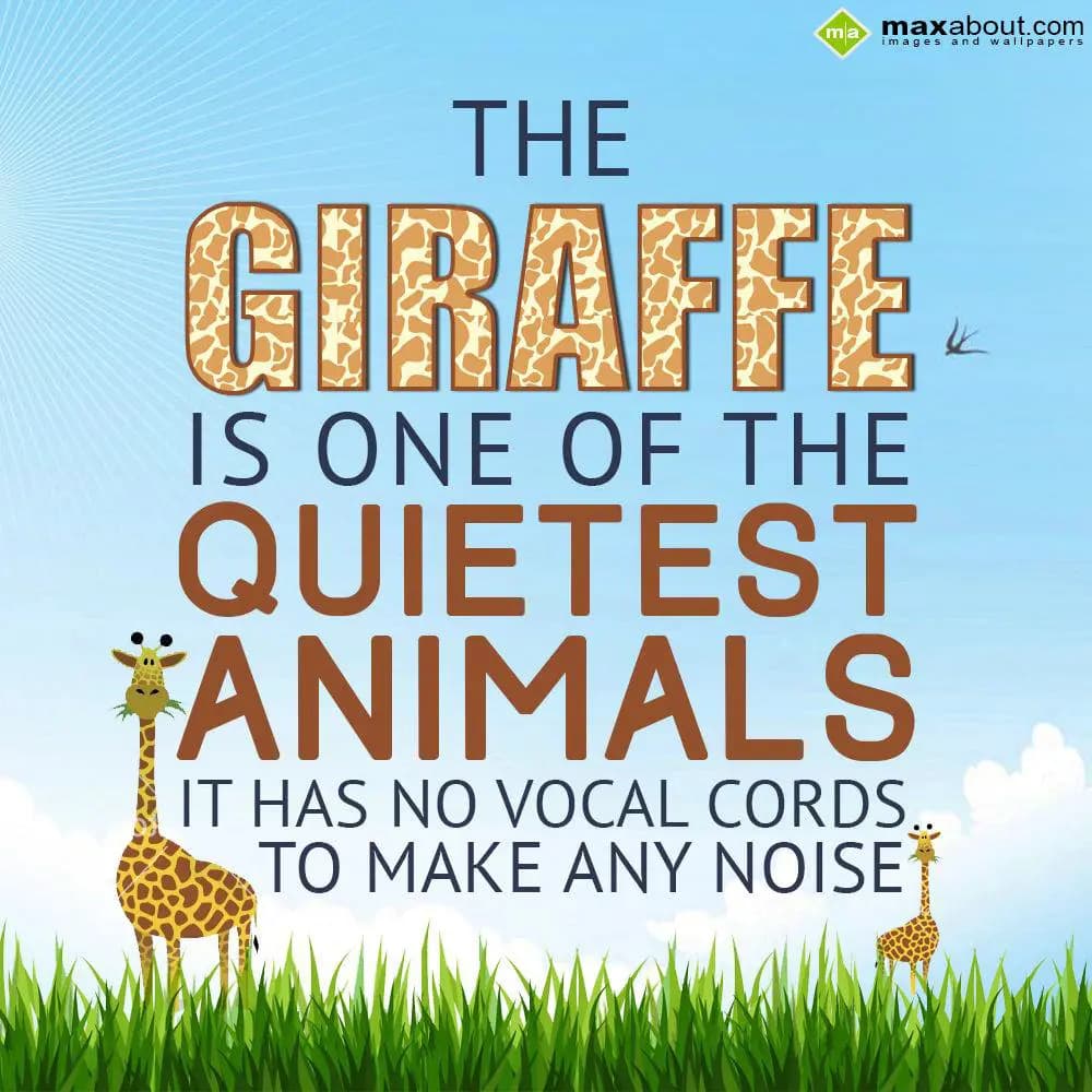 The giraffe is one of the quietest animals: it has