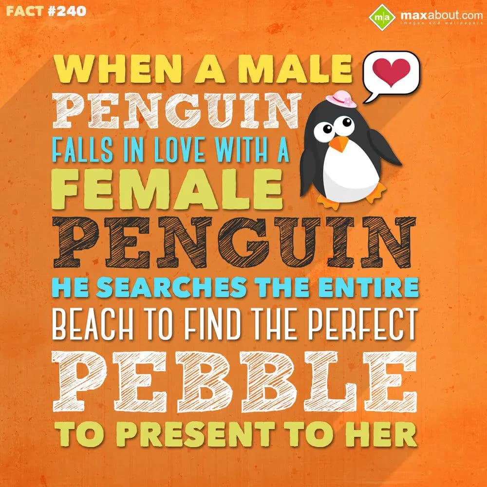 When a male penguin falls in love with a female pe